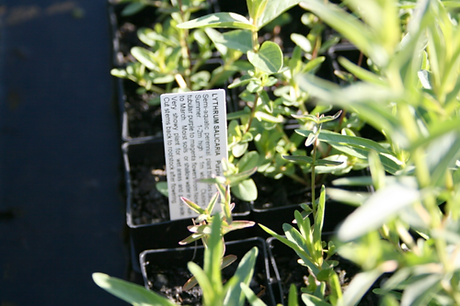 Tags For Pots | Australia | Nursery Plant Tags &amp; Labels